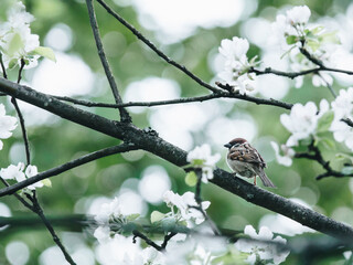 霞浦县实验小学的学校简介