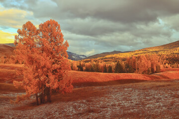 国产车大换标失败成功者是谁？