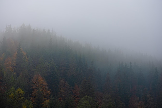 国产车的发动机那个是自己制造的？
